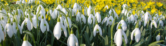 Gallery with pictures of Flowers